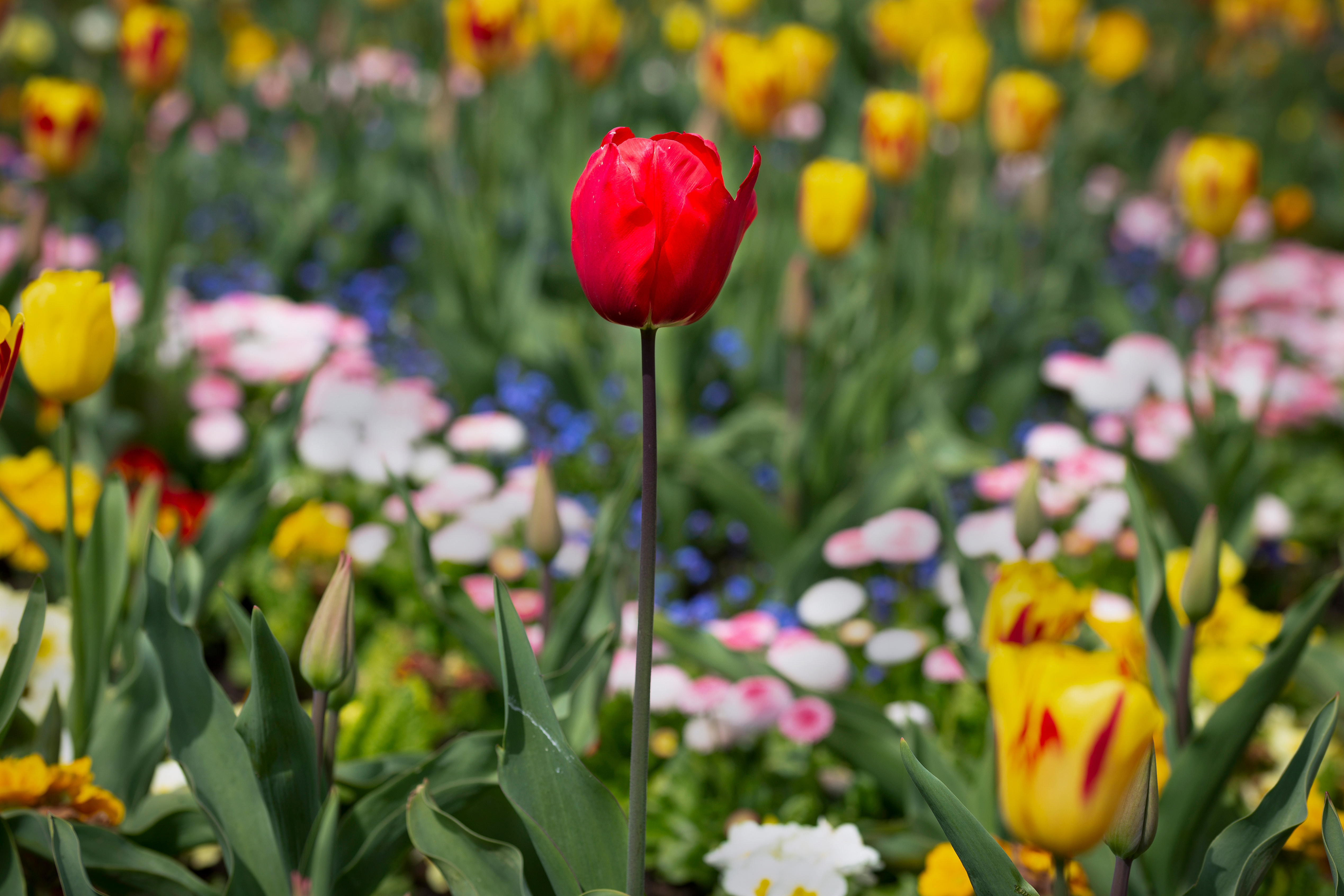 Swansea Botanical Gardens