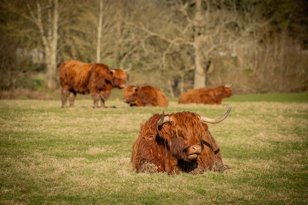 Highland cows