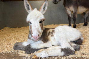 Penelope the Donkey Foal