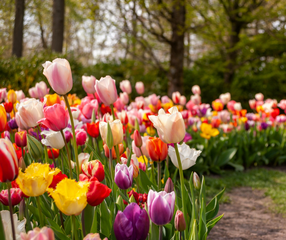 victoria park flower beds