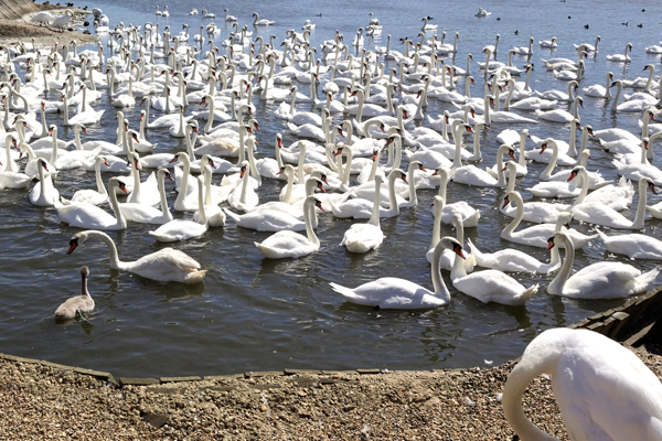 Abbotsbury