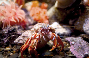 Crustacean from lyme regis aquarium sitting in water surrounded by rocks and shells