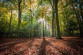 Leigh Woods National Trust