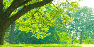 Image for 'Top 20 parks around York'